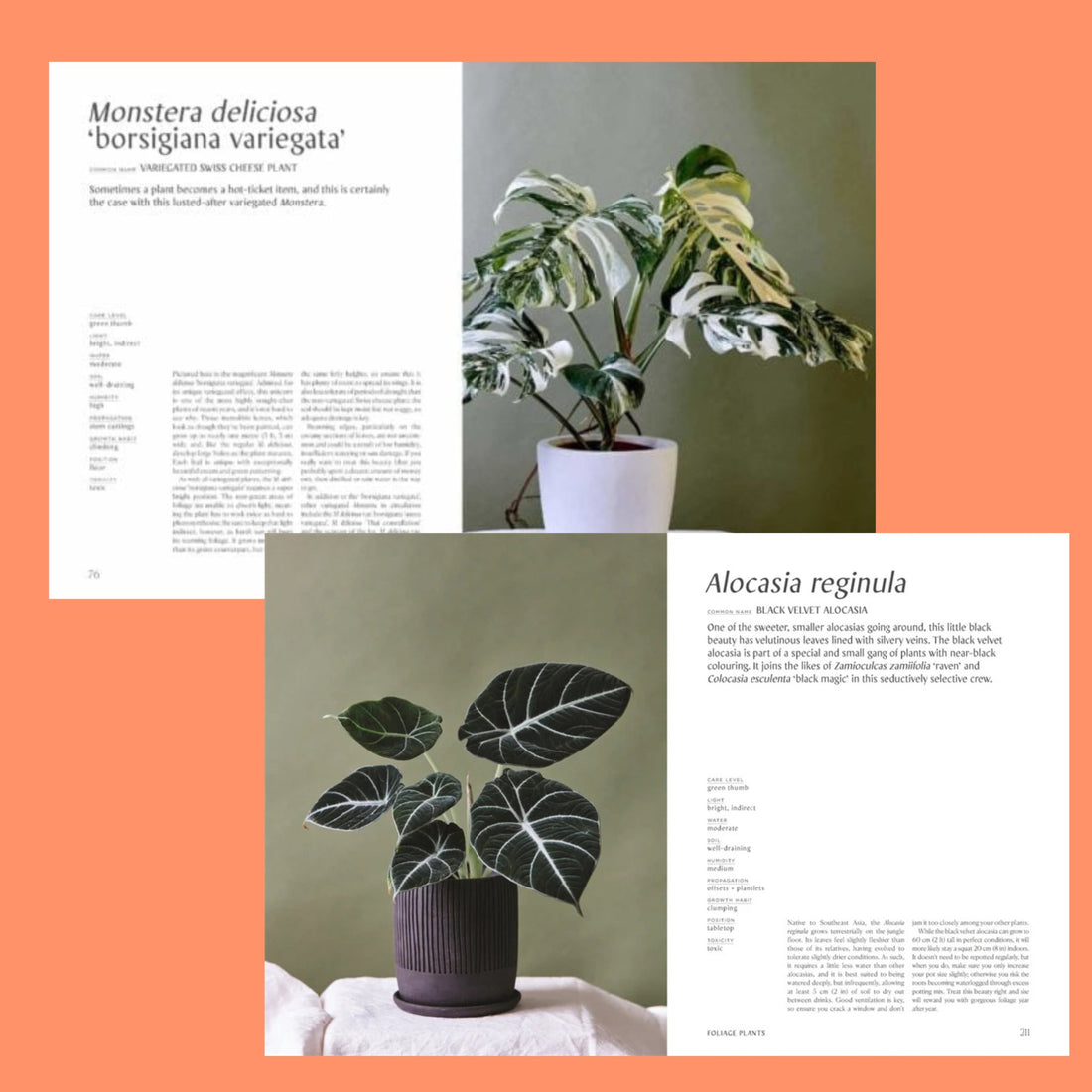 Plantopedia - The Flower Crate