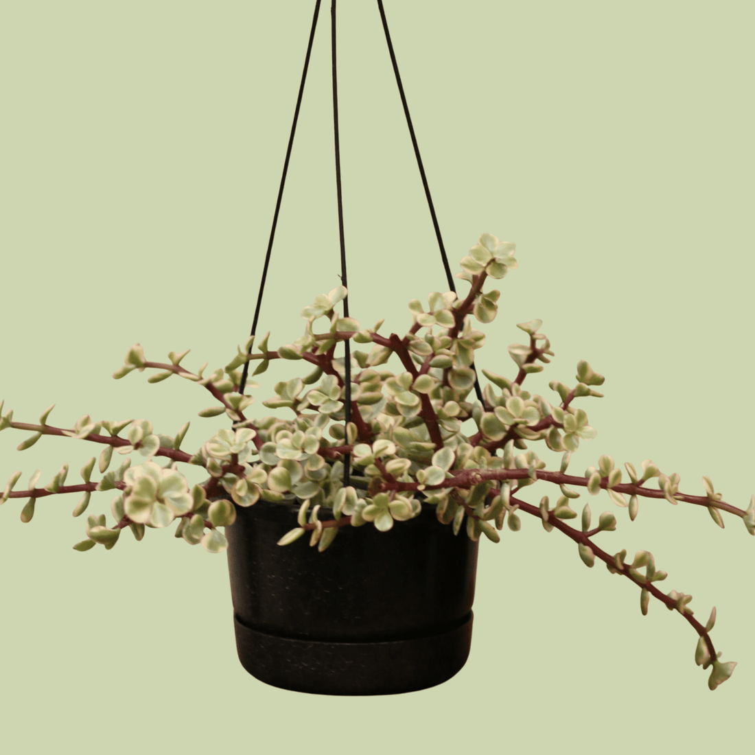 Portulacaria Varigata - The Flower Crate