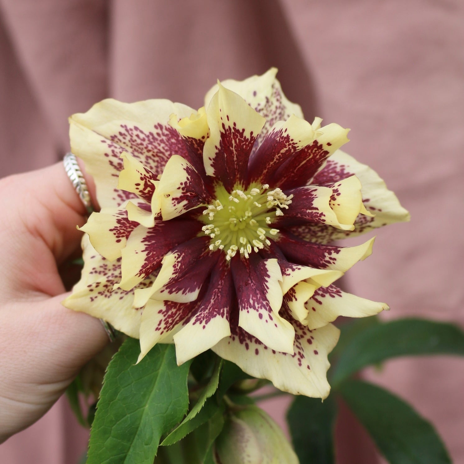 Potted Hellebores x hybridous "Double Hybrid" - The Flower Crate
