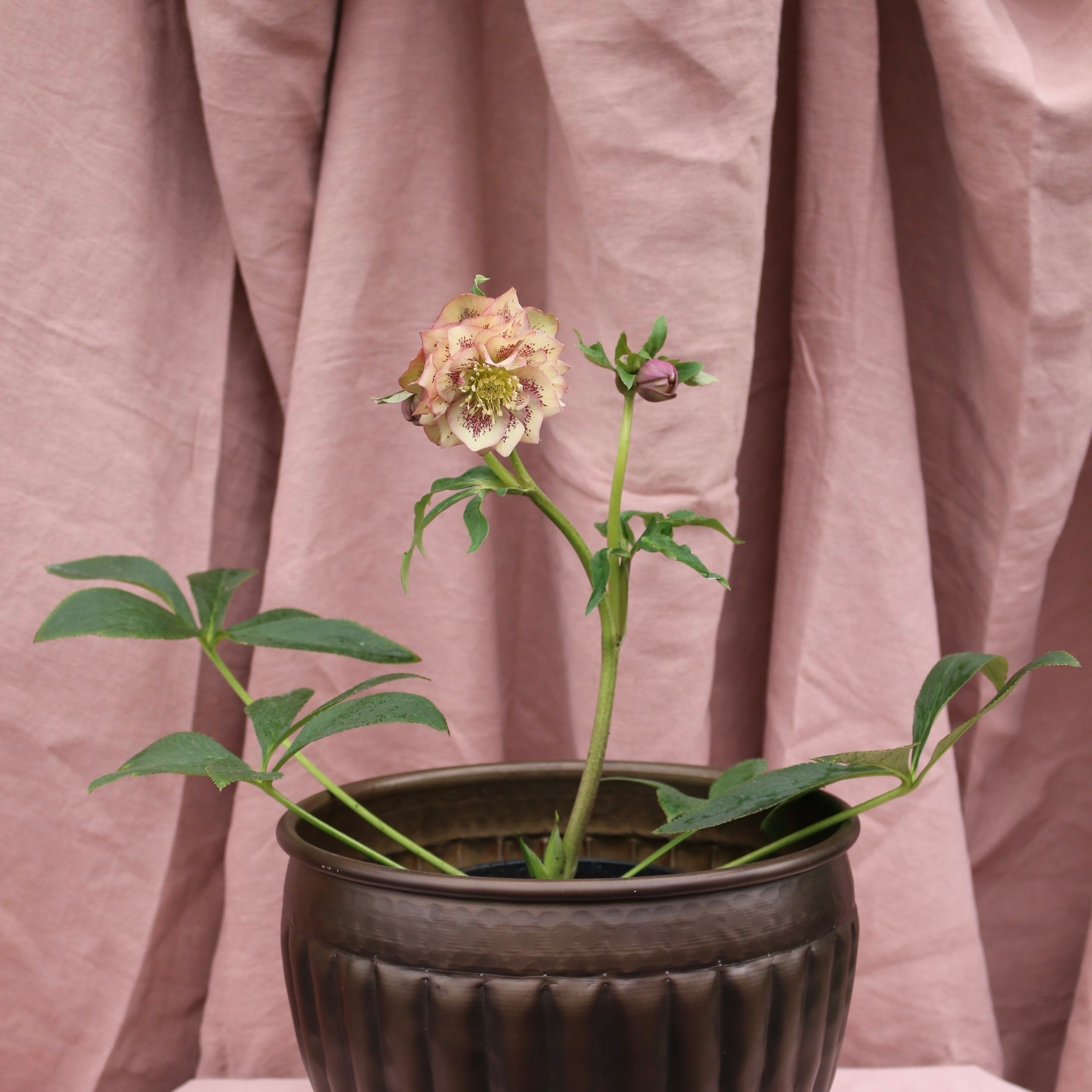 Potted Hellebores x hybridous "Double Hybrid" - The Flower Crate