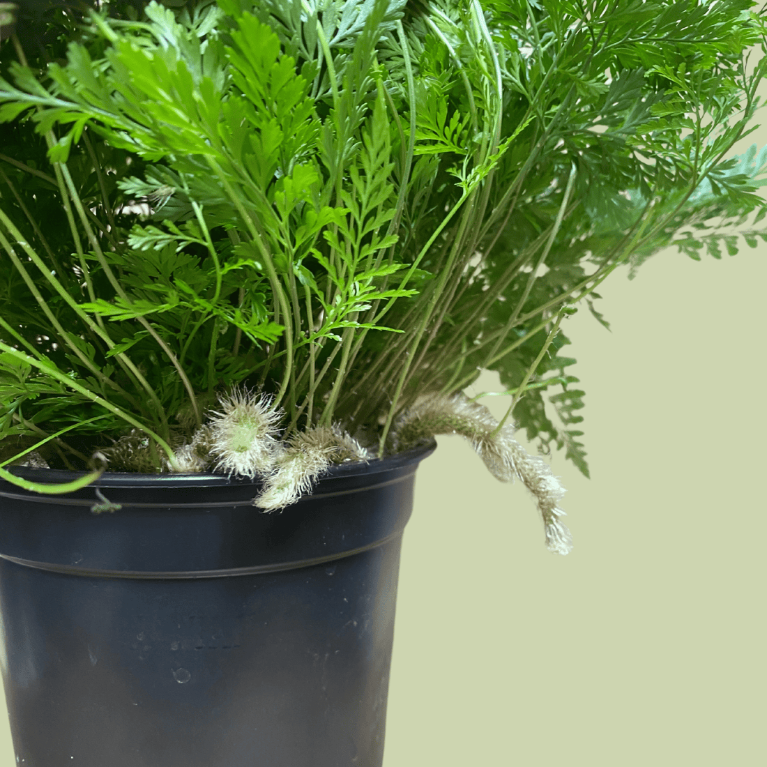 Rabbit Foot Fern - The Flower Crate