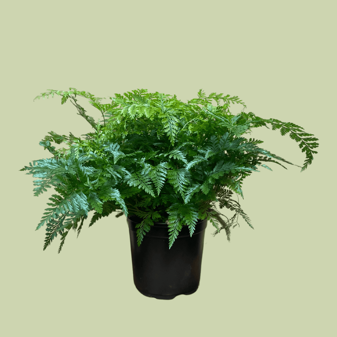 Rabbit Foot Fern - The Flower Crate