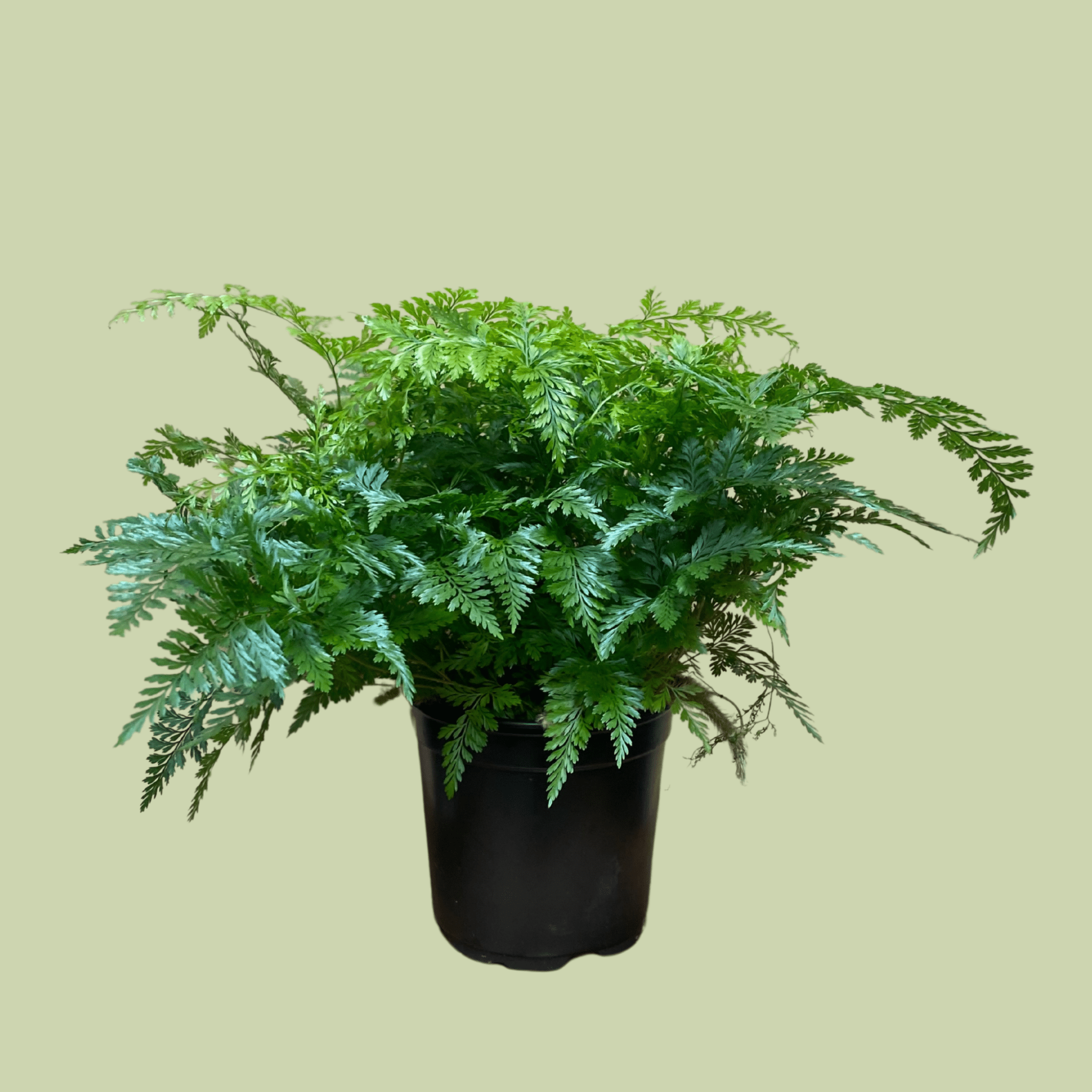 Rabbit Foot Fern - The Flower Crate
