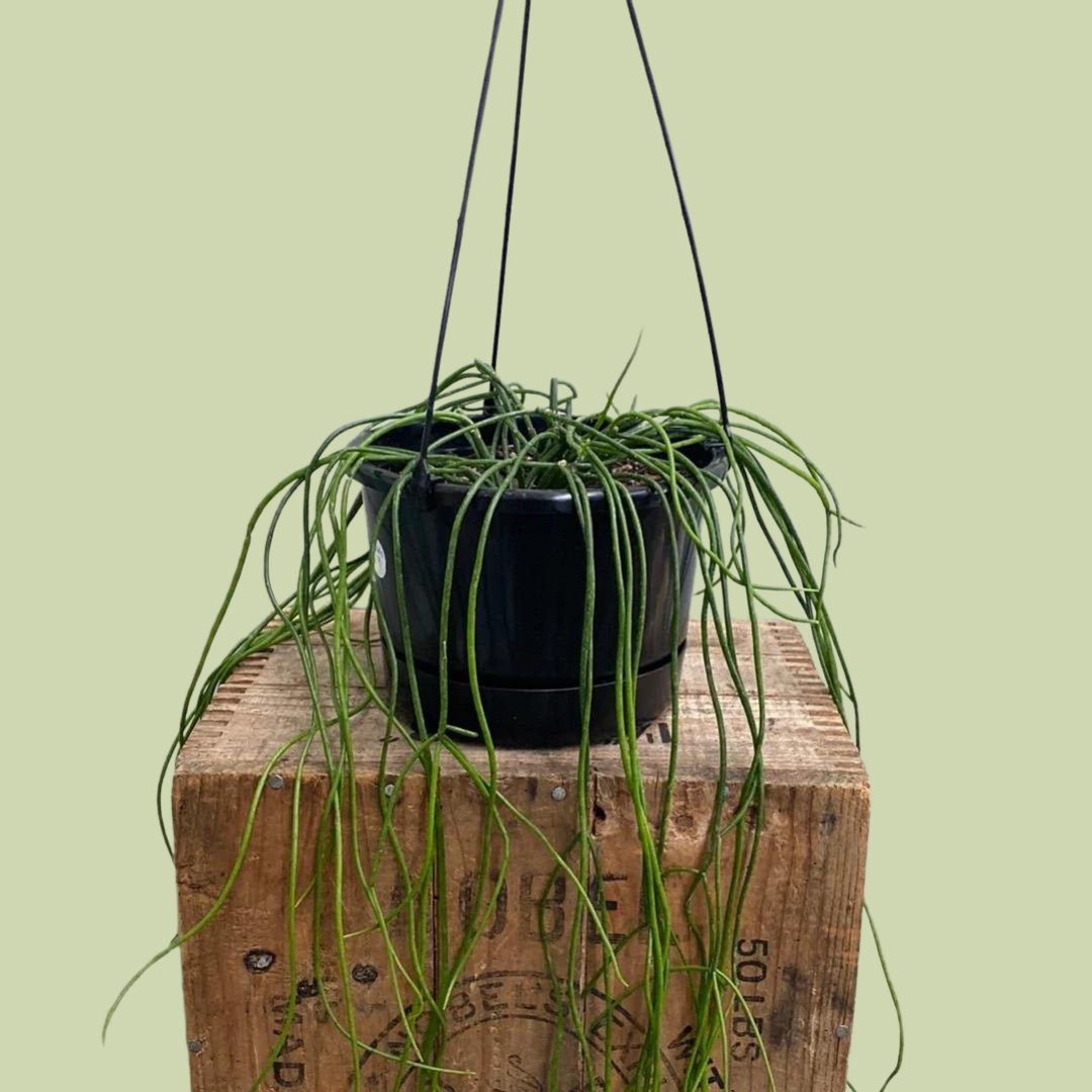 Rhipsalis Baccifera “Spaghetti Plant” - The Flower Crate