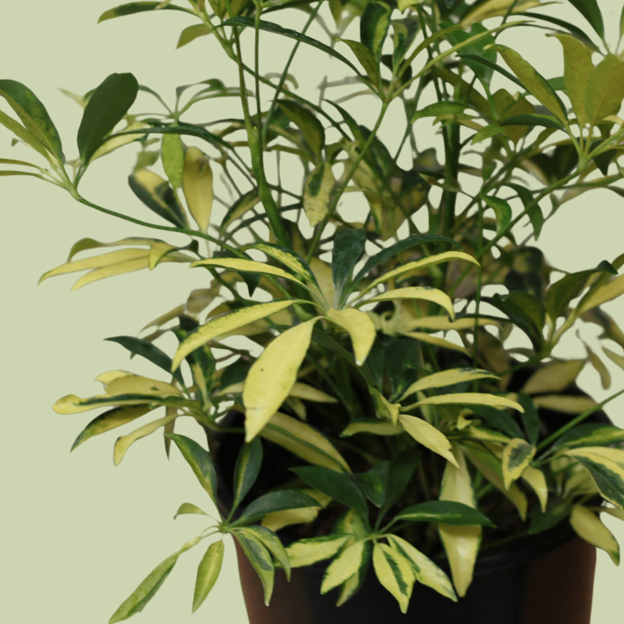 Schefflera Arboricola Varigated 20cm - The Flower Crate