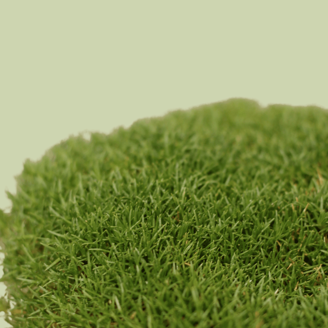 Scleranthus 14cm - The Flower Crate