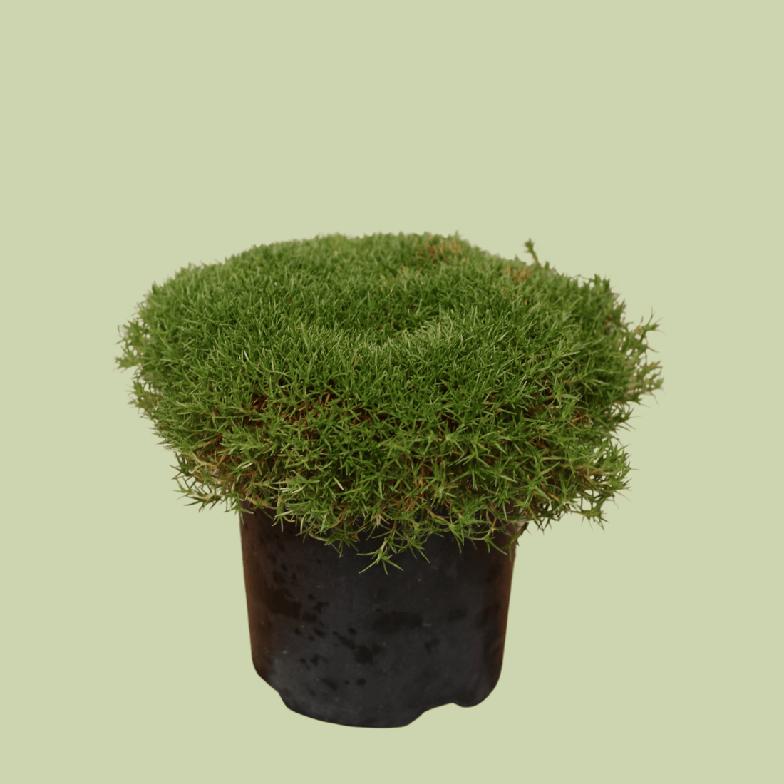 Scleranthus 14cm - The Flower Crate