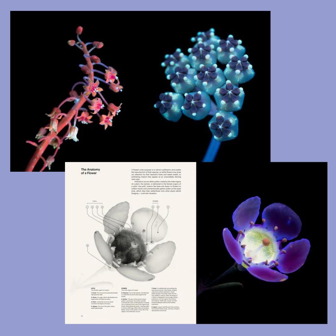 Seduction of the Honeybee - The Flower Crate