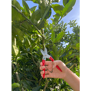 Stainless Steel Branch Pruner - The Flower Crate