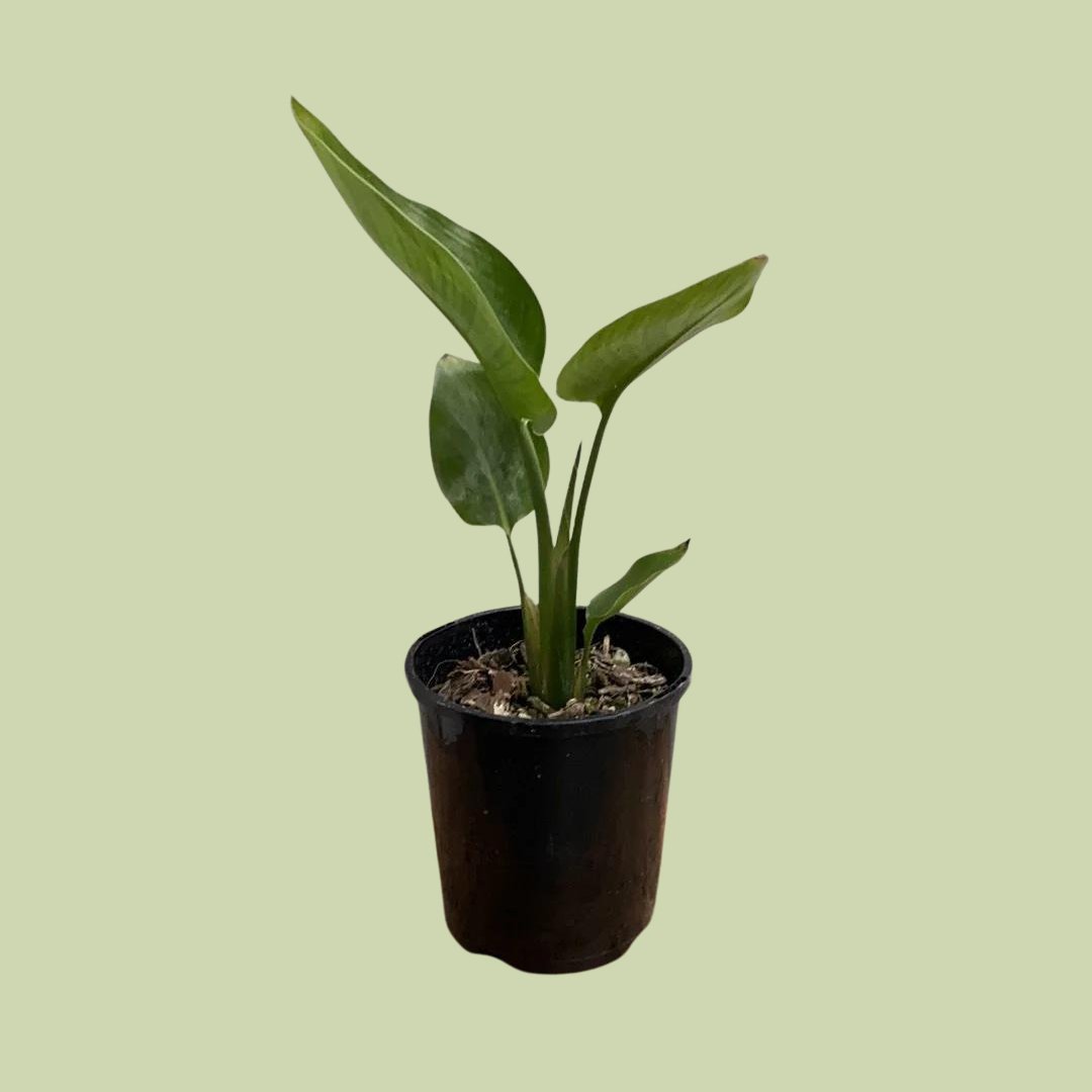 Strelitzia nicolai - Bird of Paradise - The Flower Crate