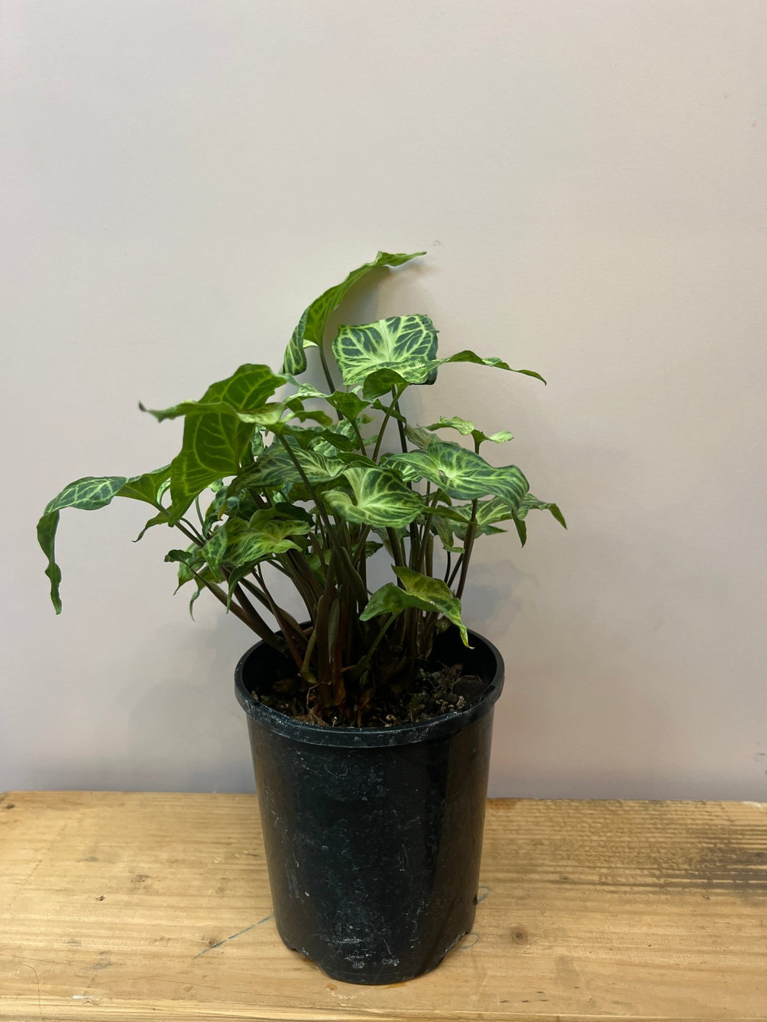 Syngonium Batik - The Flower Crate