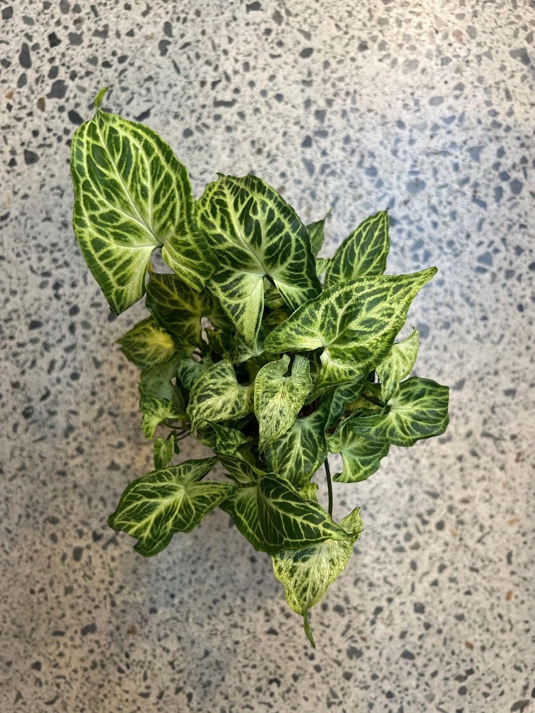 Syngonium Batik - The Flower Crate