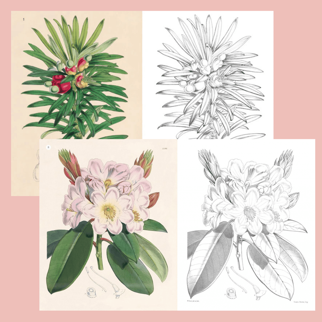 The Kew Gardens Flowering Plants Colouring Book - The Flower Crate