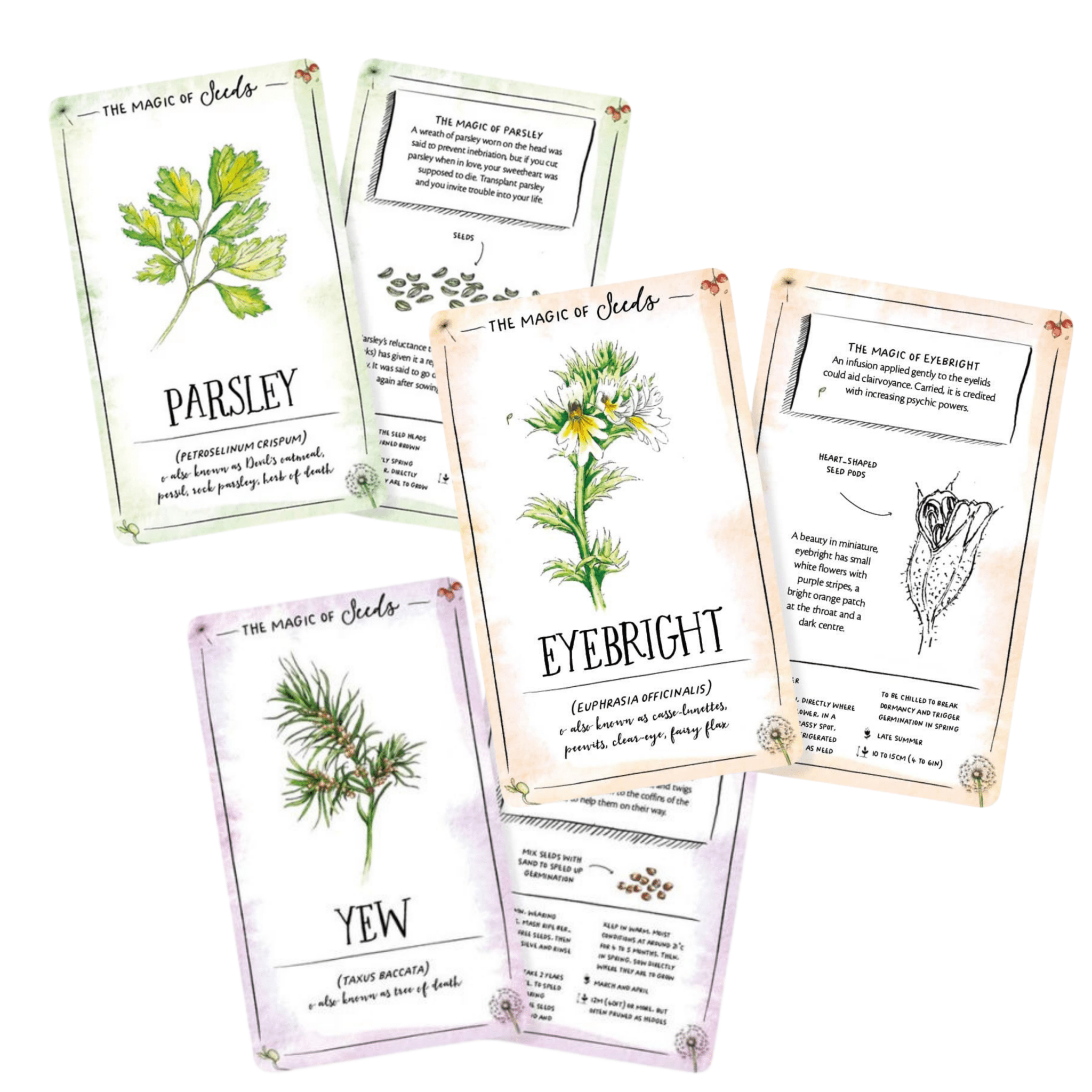 The Magic of Seeds Card Deck - The Flower Crate