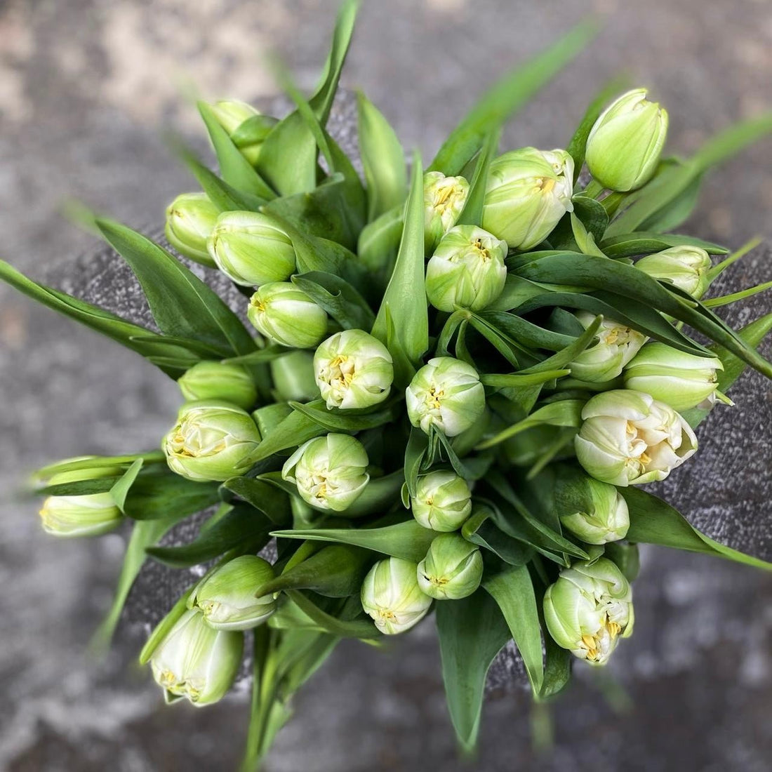 Tulips! - The Flower Crate