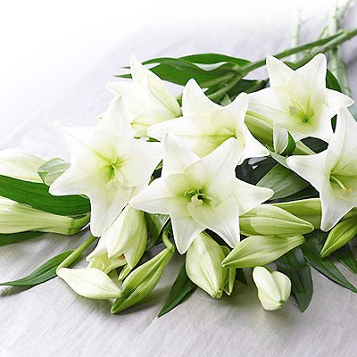 Wrapped Christmas Lilies - The Flower Crate