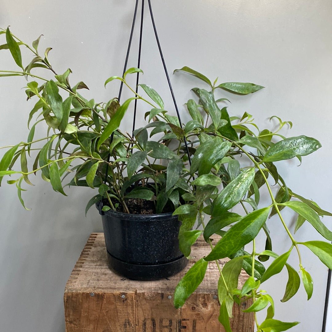 Aeschynanthus Black Pagoda - The Flower Crate