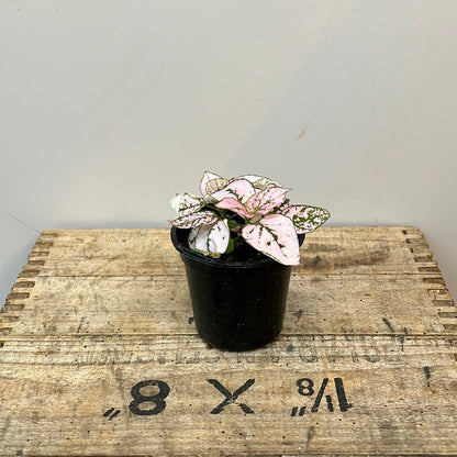 Baby House plants 9cm pots - The Flower Crate