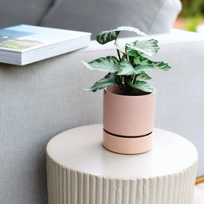 Billie Planter - Dusty Rose - The Flower Crate