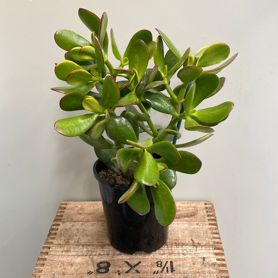 Crassula ovata - The Flower Crate