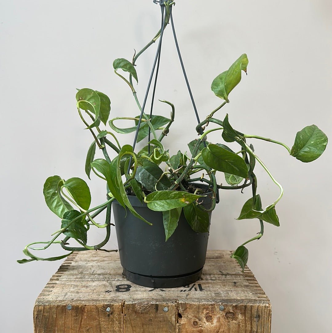 Epipremnum Pinnatum Green - The Flower Crate