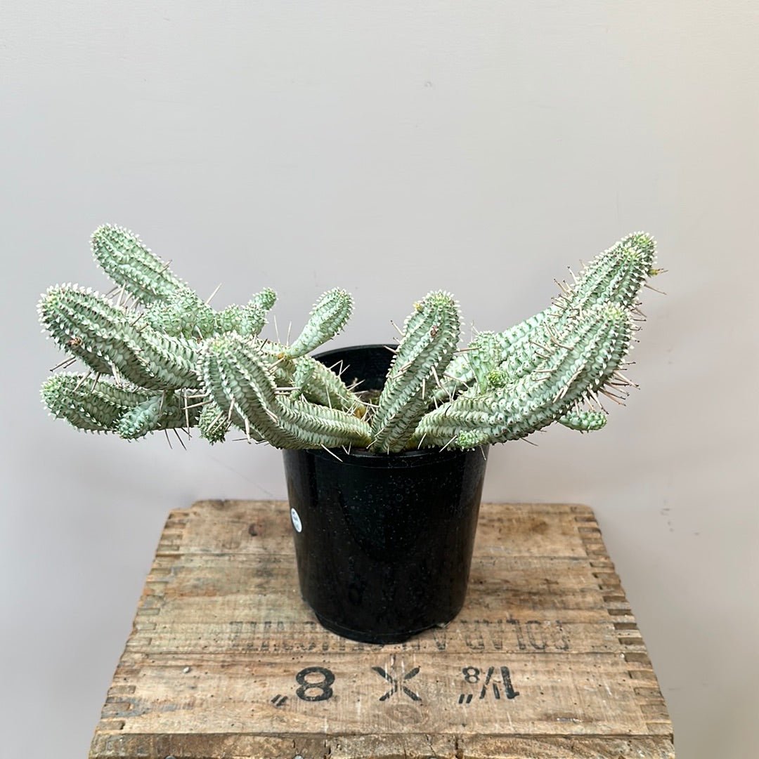 Euphorbia White Rocket - The Flower Crate