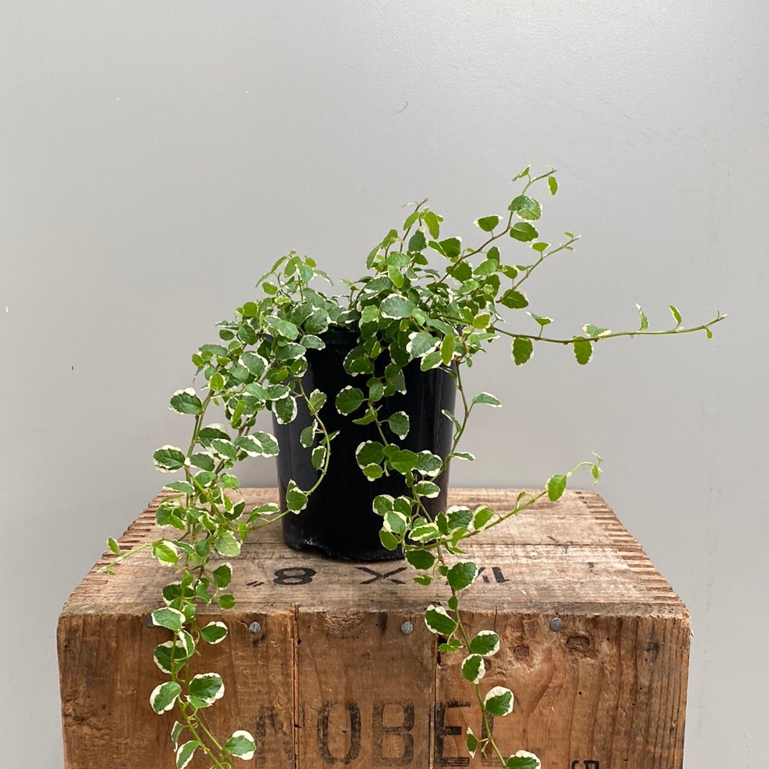 Ficus Frosty 14cm - The Flower Crate