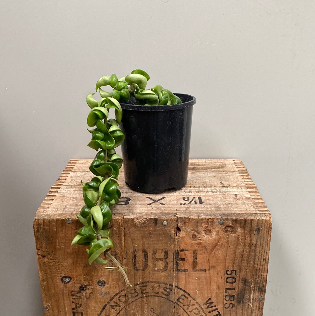 Hoya - Hindu Rope - The Flower Crate