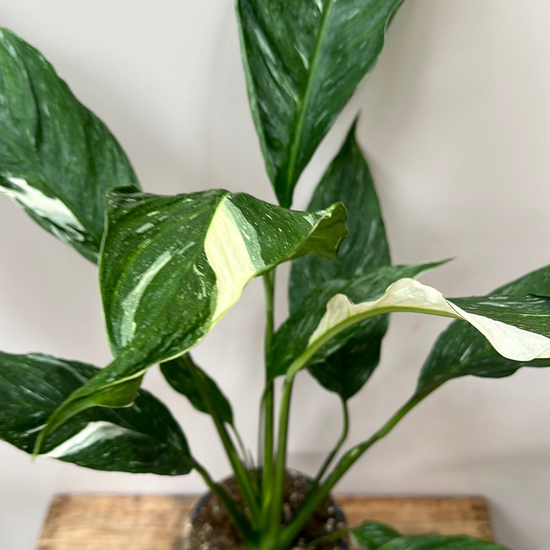 Jet Variegated Spathyphyllum (Peace Lily) - The Flower Crate