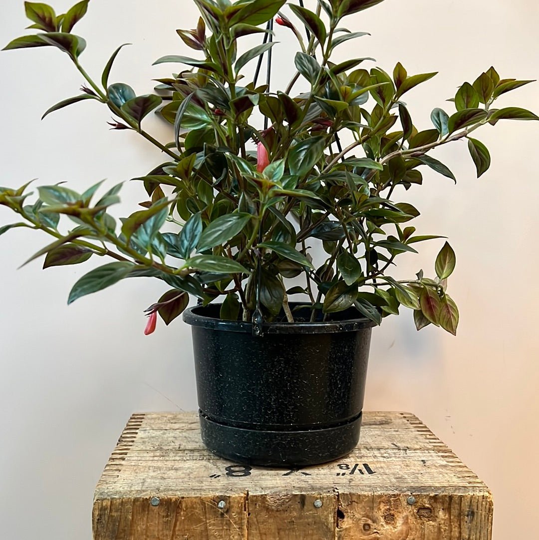 Nematanthus Tropicana - The Flower Crate