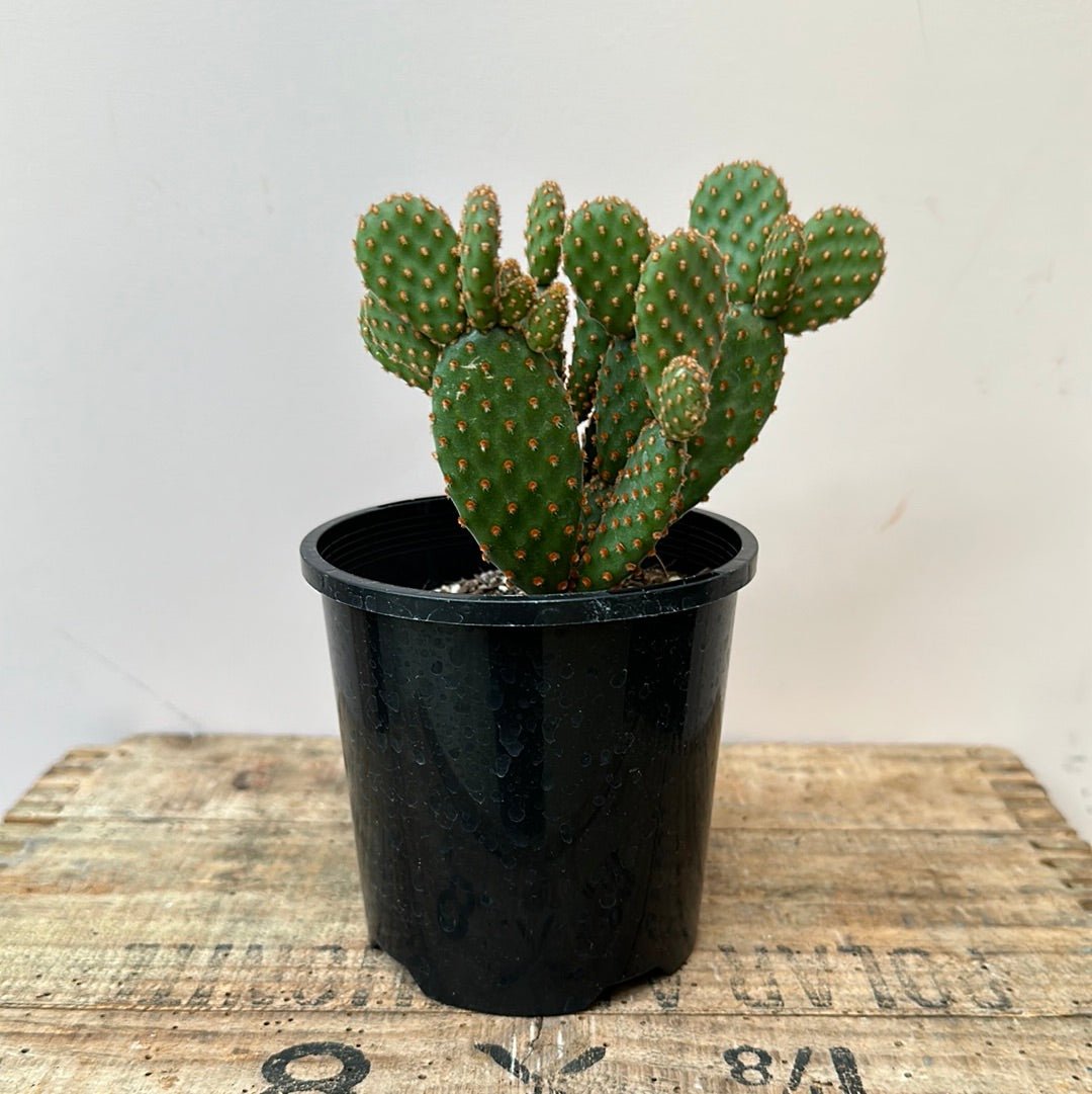 Opuntia Bunny Ears - The Flower Crate