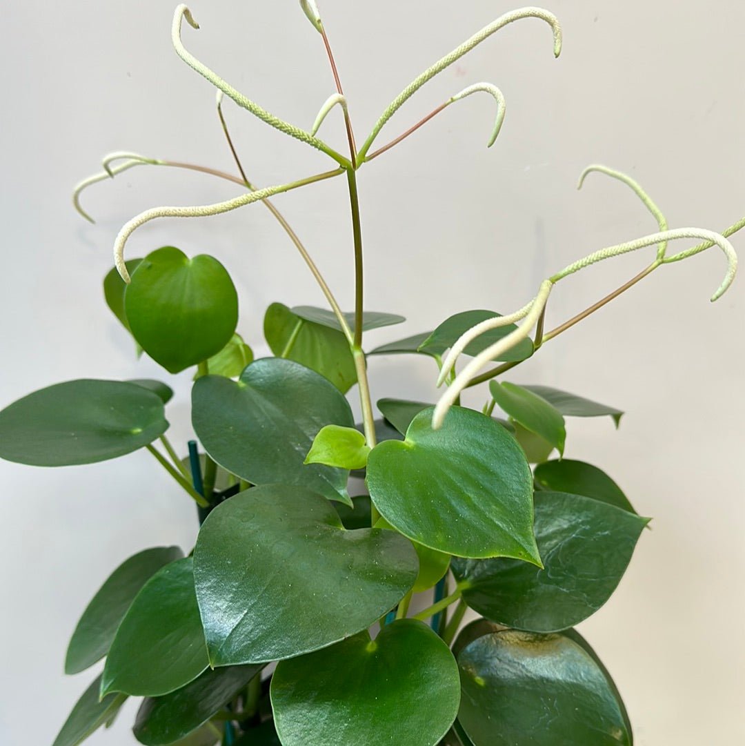 Peperomia Polybotrya - The Flower Crate