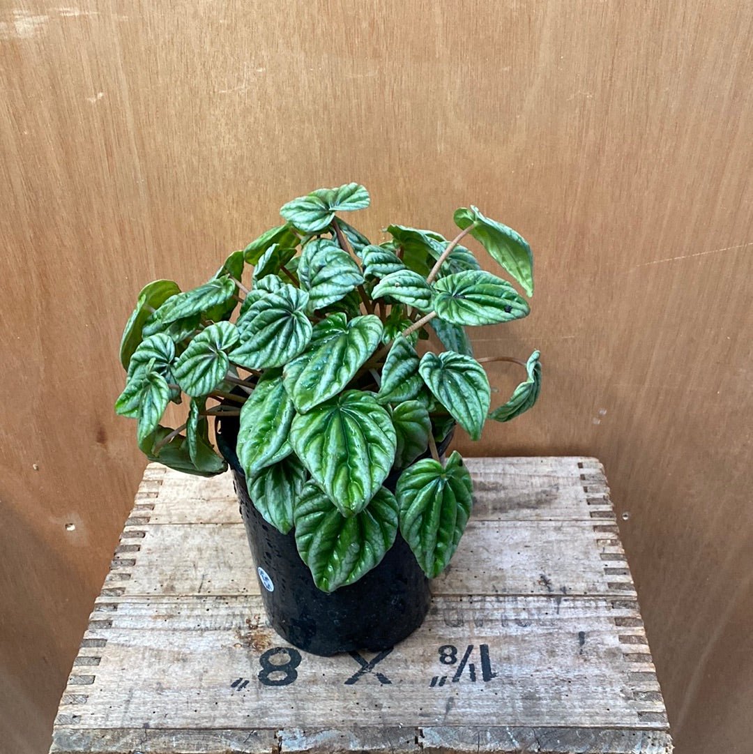 Peperomia Silver Ripple - The Flower Crate