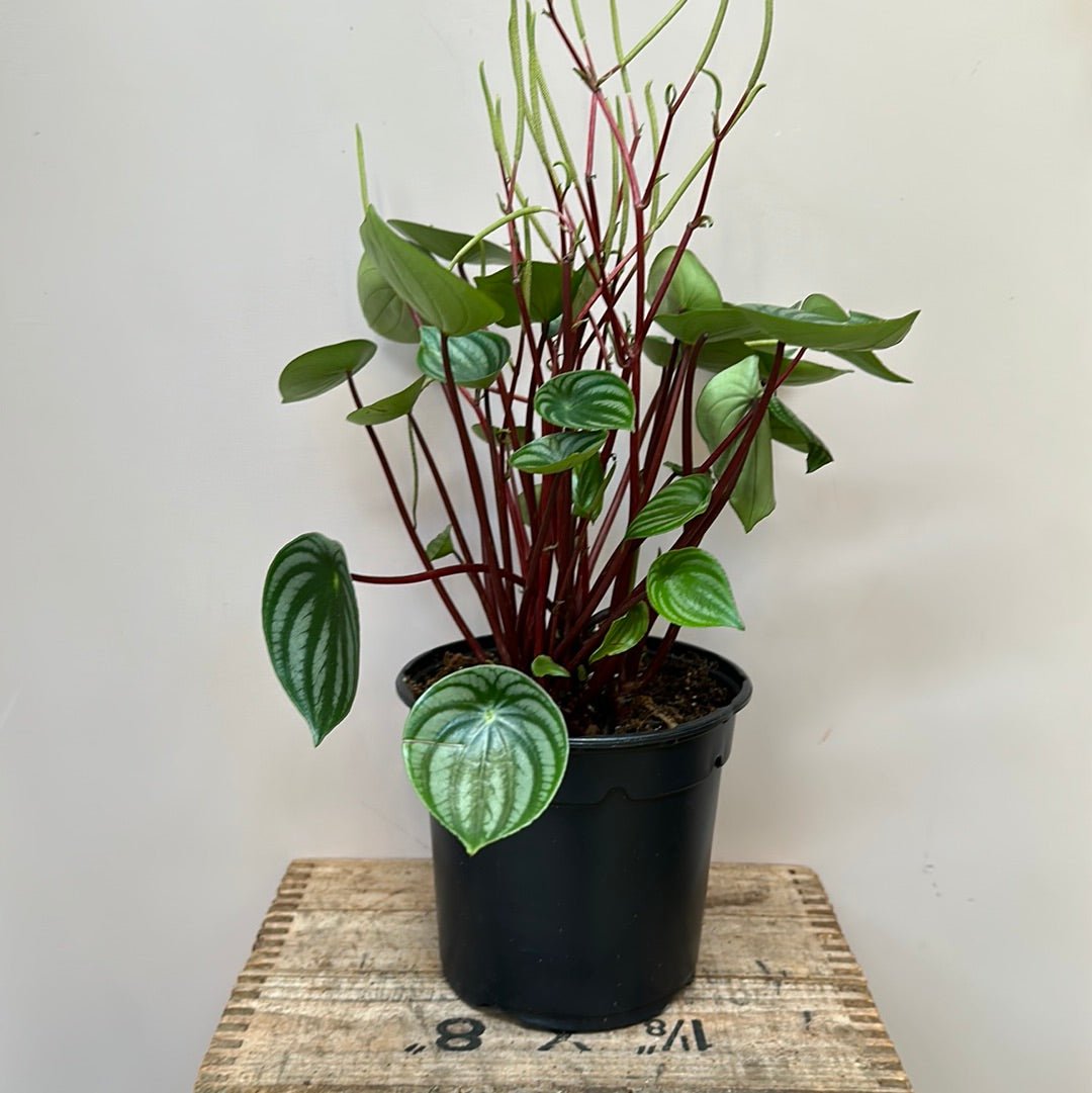 Peperomia Watermelon - The Flower Crate