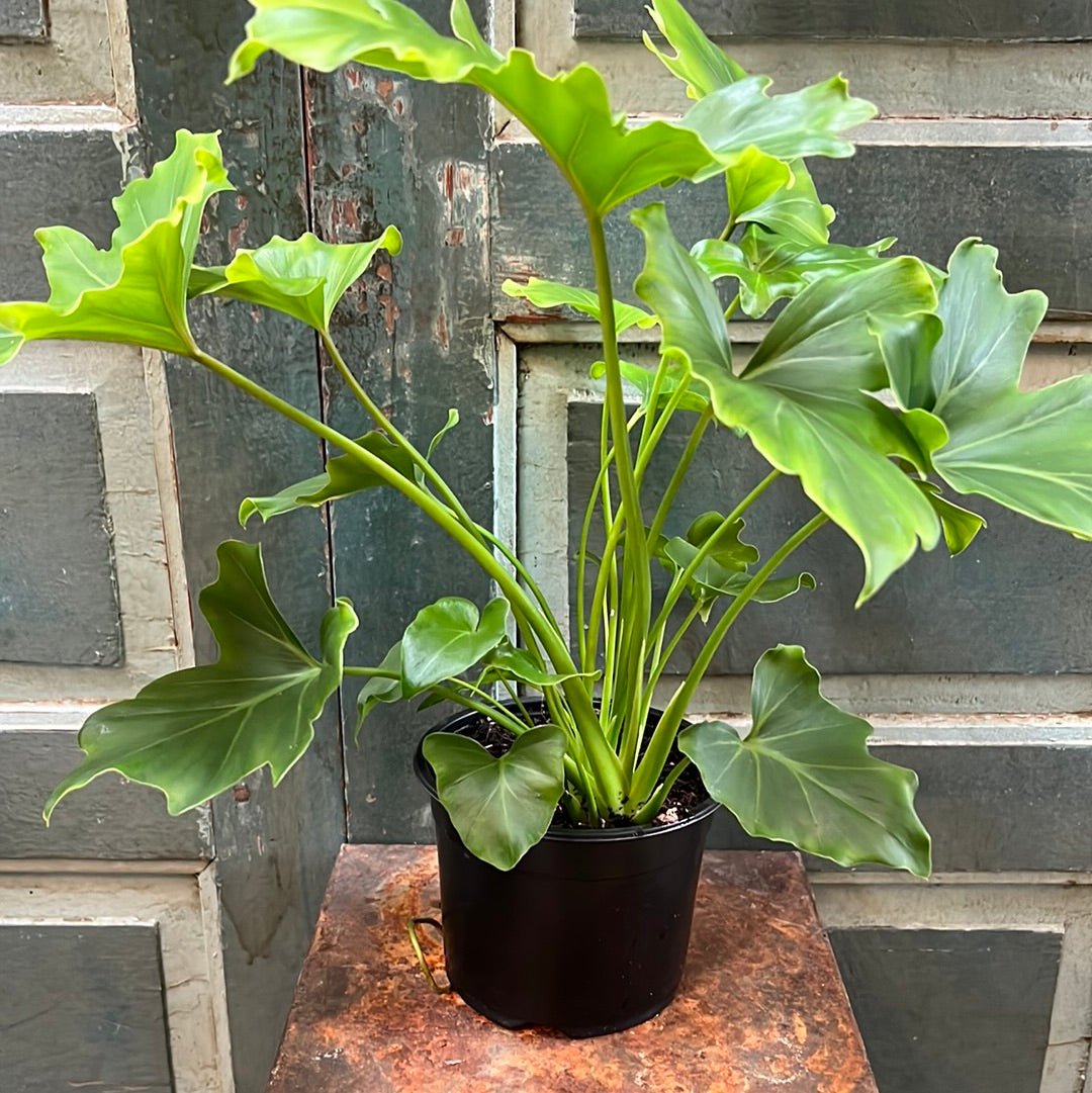 Philodendron selloum - The Flower Crate