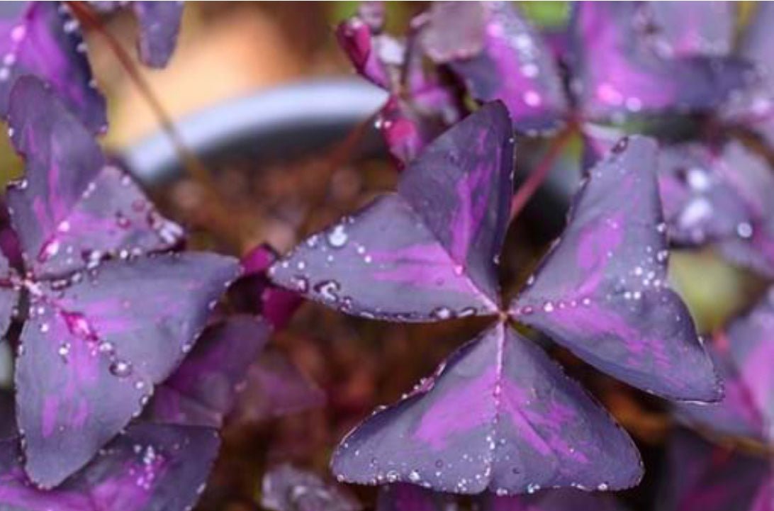 Purple Oxalis Triangularis - The Flower Crate