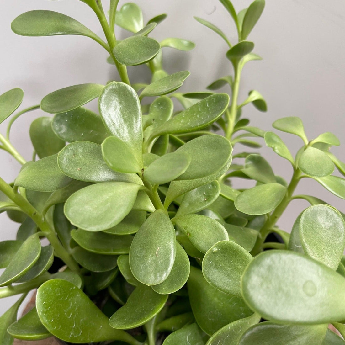 Senecio Jacobsenii - The Flower Crate