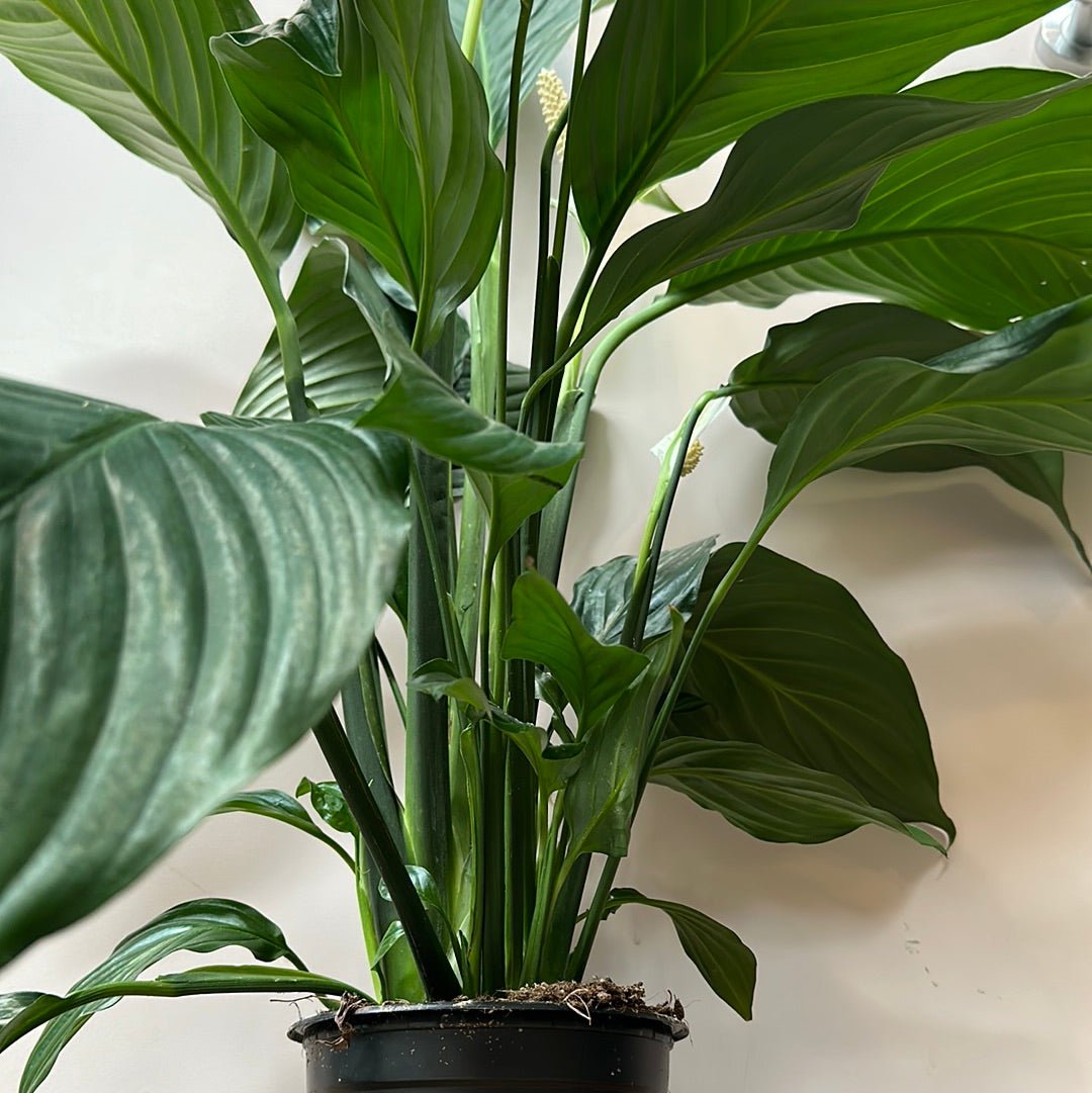 Silvana Spathyphyllum ( Peace Lily) - The Flower Crate