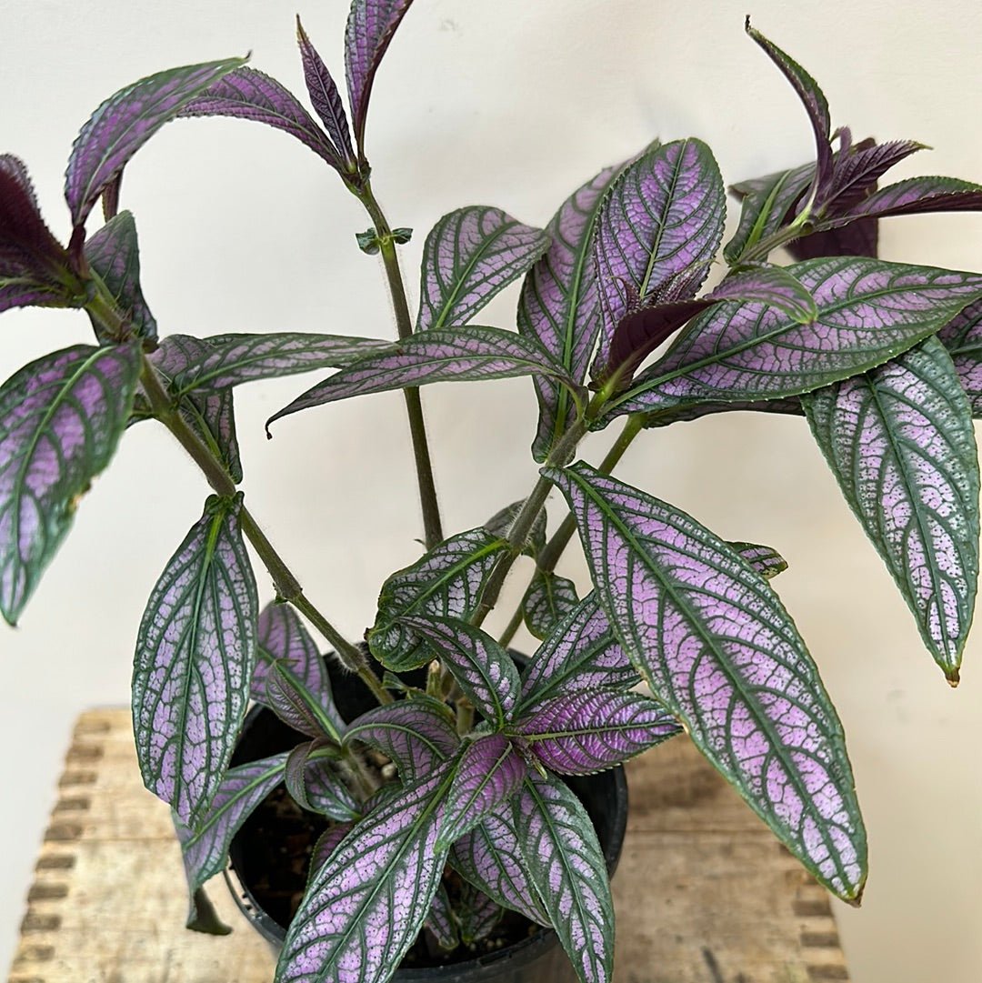 Strobilanthes Dyerianus - The Flower Crate