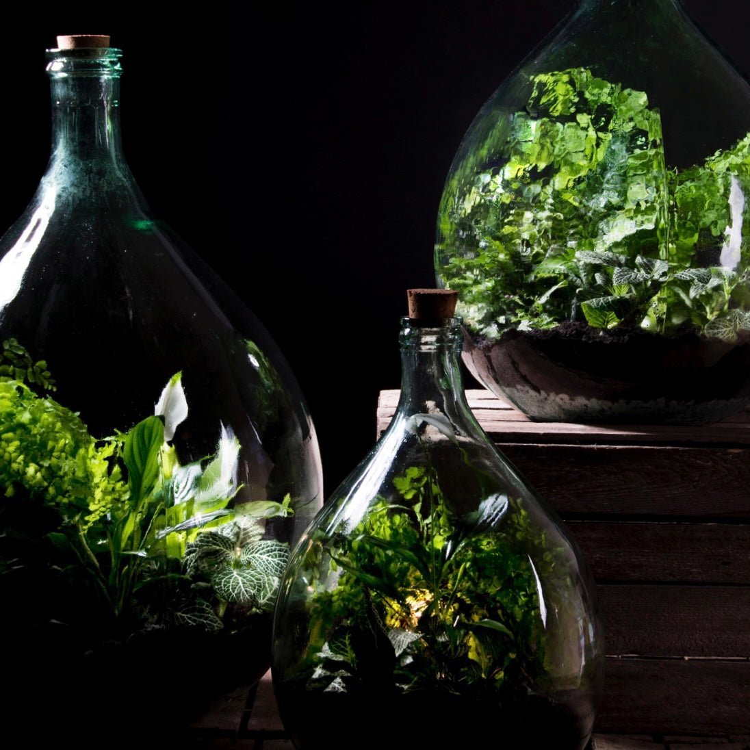 Terrariums - The Flower Crate