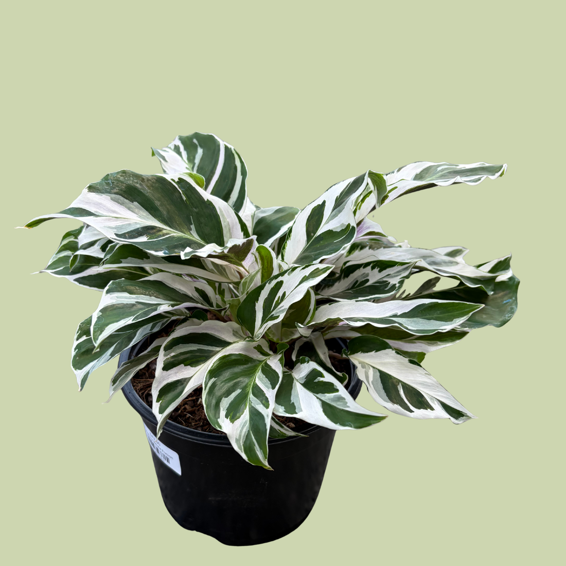 Calathea White Fusion