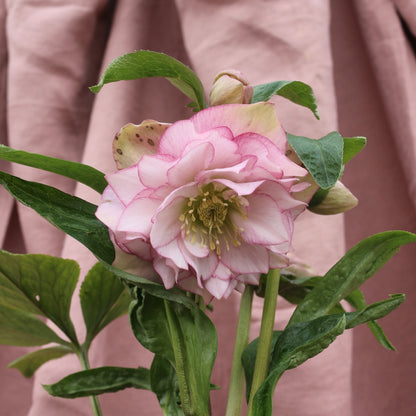 Potted Hellebores x hybridous "Double Hybrid"