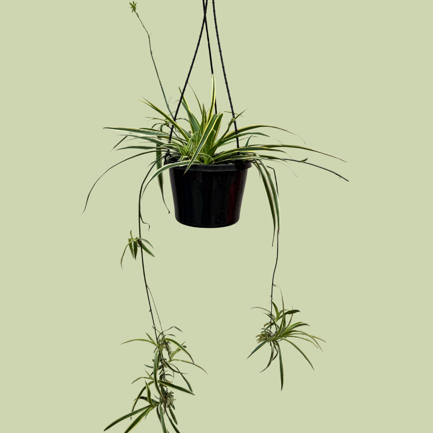 Chlorophytum (Variegated Spider Plant) Hanging Basket