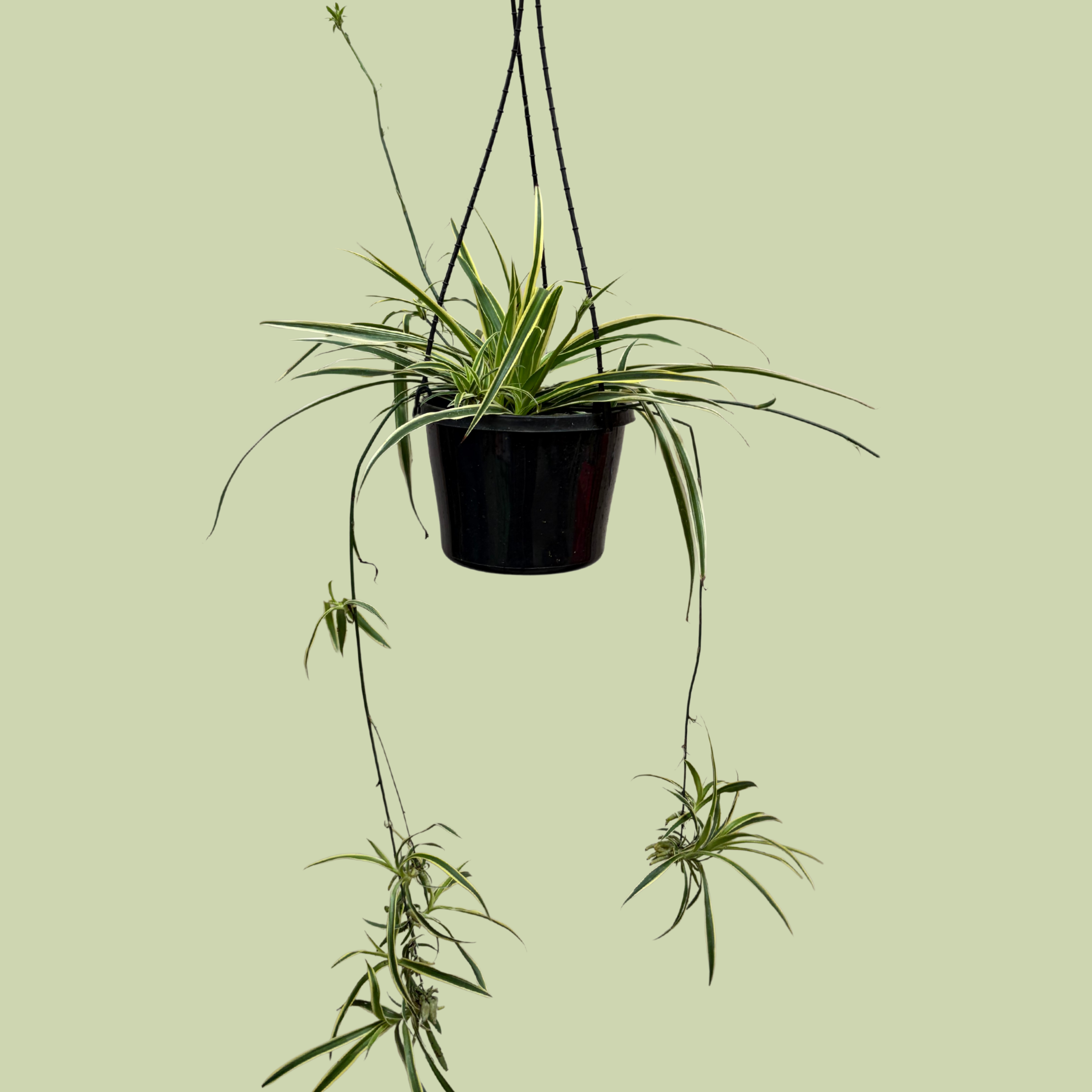Chlorophytum (Variegated Spider Plant) Hanging Basket