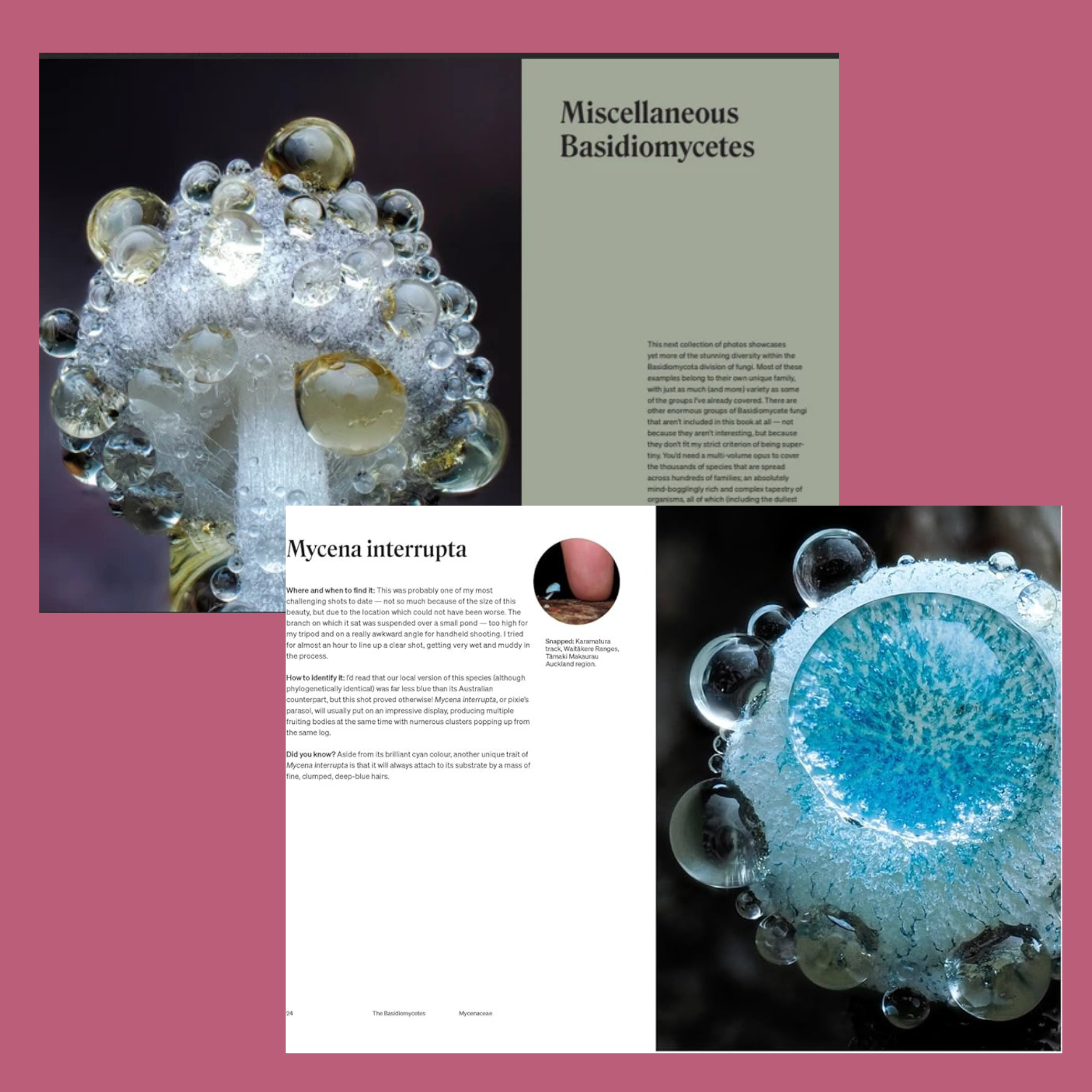The Secret Life of Fungi by Jay Lichter