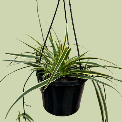 Chlorophytum (Variegated Spider Plant) Hanging Basket