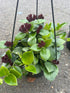 Aeschynanthus Mona Lisa - The Flower Crate