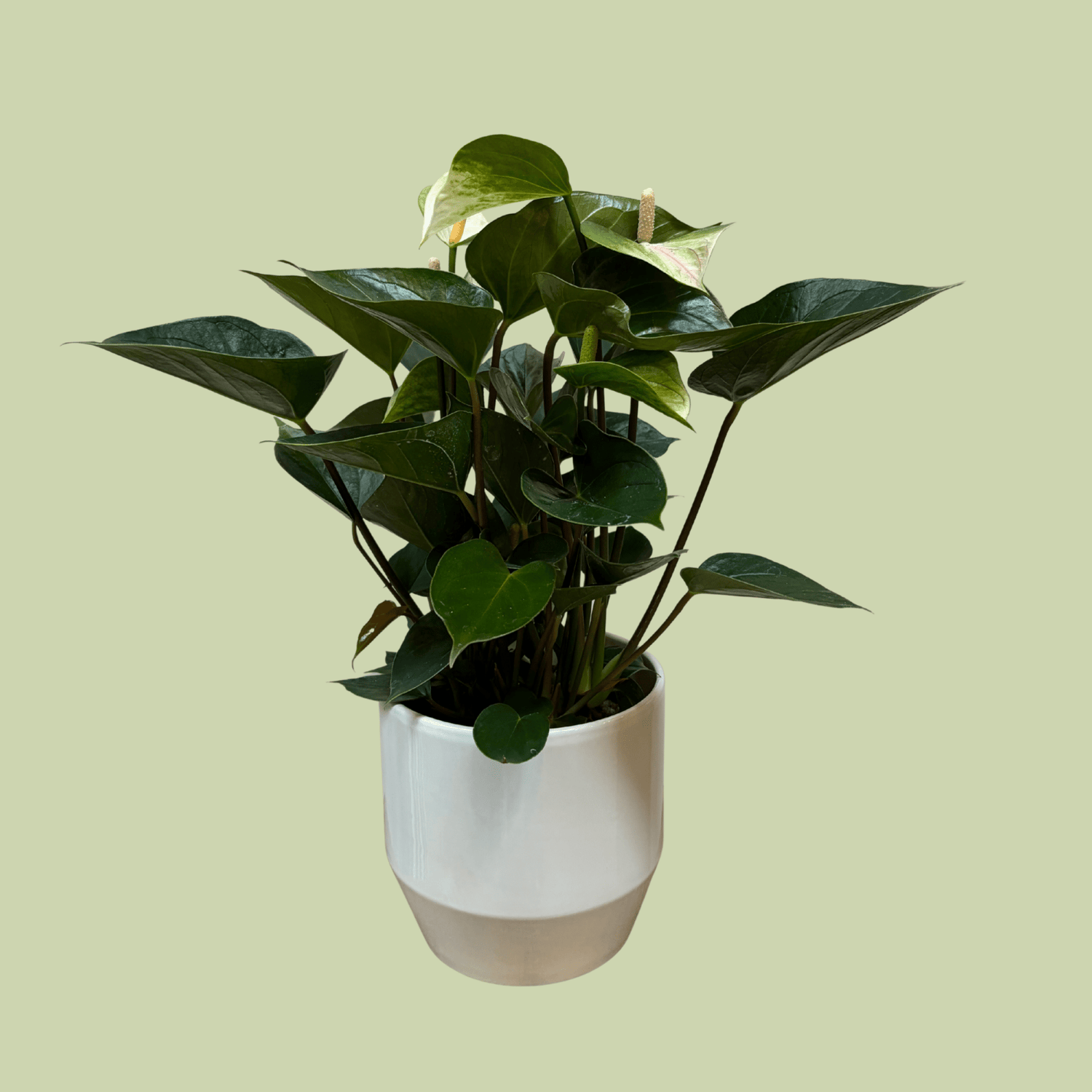 Anthurium 14cm with Ceramic Planter - The Flower Crate