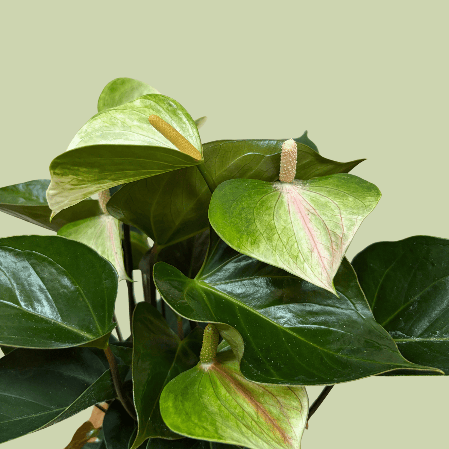 Anthurium 14cm with Ceramic Planter - The Flower Crate