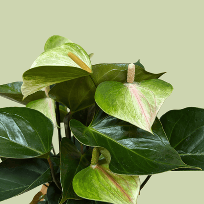 Anthurium 14cm with Ceramic Planter - The Flower Crate